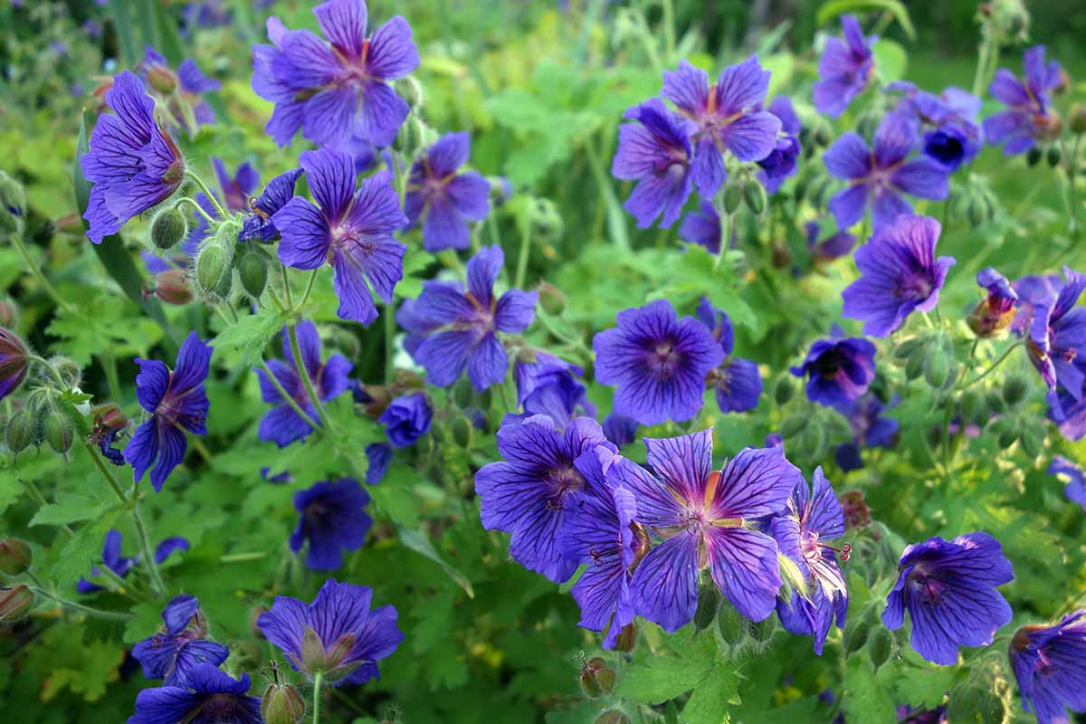 Navy Blau Geranie Blumensamen zur Aussaat lang Blüte Saison Traditionssorte & ohne Gentechnik Samen Hausgarten
