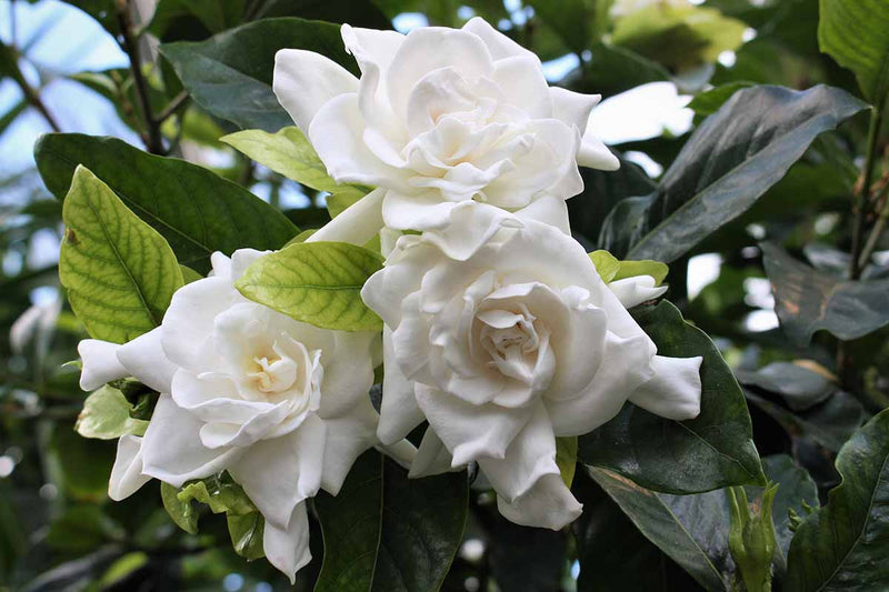 Gardenia jasminoides blume samen for anpflanzung vibrant colors heirloom & gmo free samen for home garten 
 
 sale for anpflanzung in home garten
