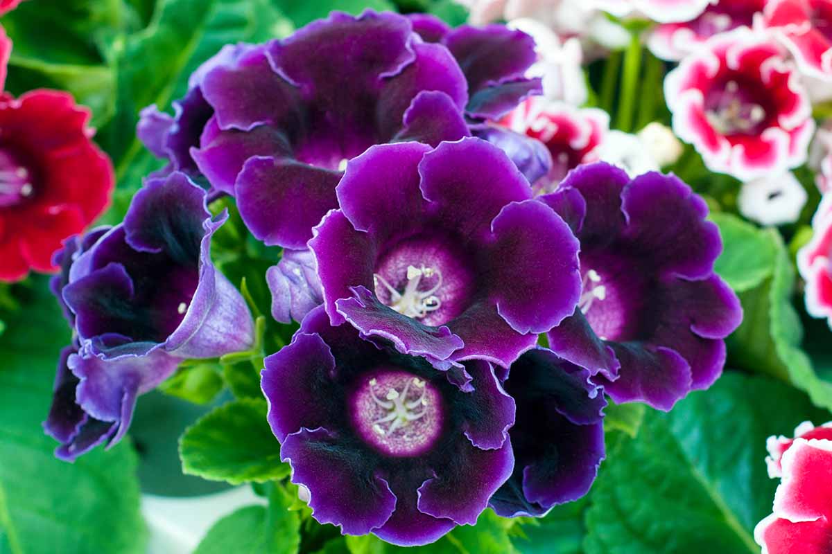 Gloxinie Blumensamen zur Aussaat Drought verträglich Traditionssorte & ohne Gentechnik Samen Hausgarten