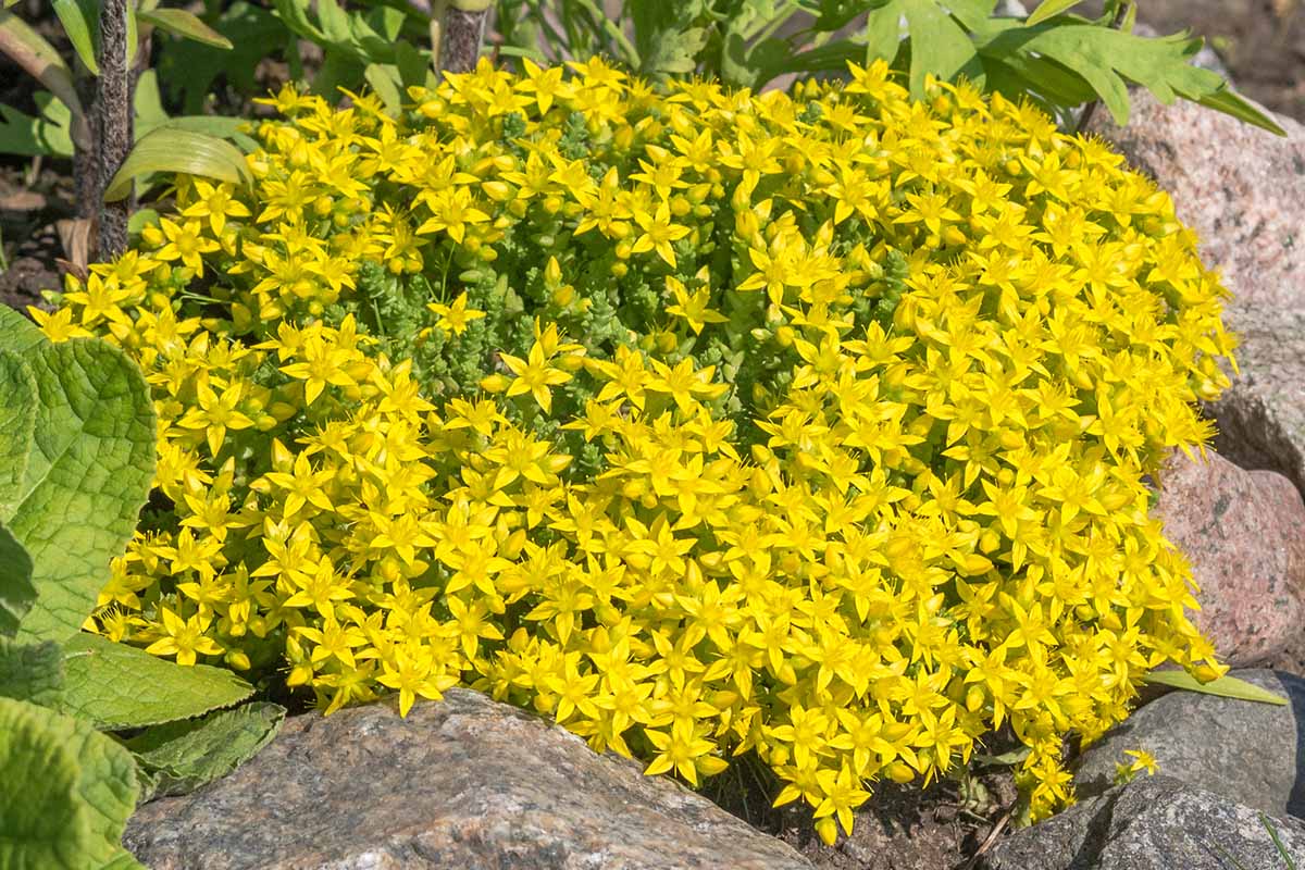 Gelb Moss Stonecrop Blumensamen zur Aussaat saisonal Dauerblüher Traditionssorte & ohne Gentechnik Samen Hausgarten