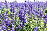Blau Hyssopus Officinalis Blumensamen zur Aussaat – farbenfroh Schau – Traditionssorte & ohne Gentechnik Samen Hausgarten