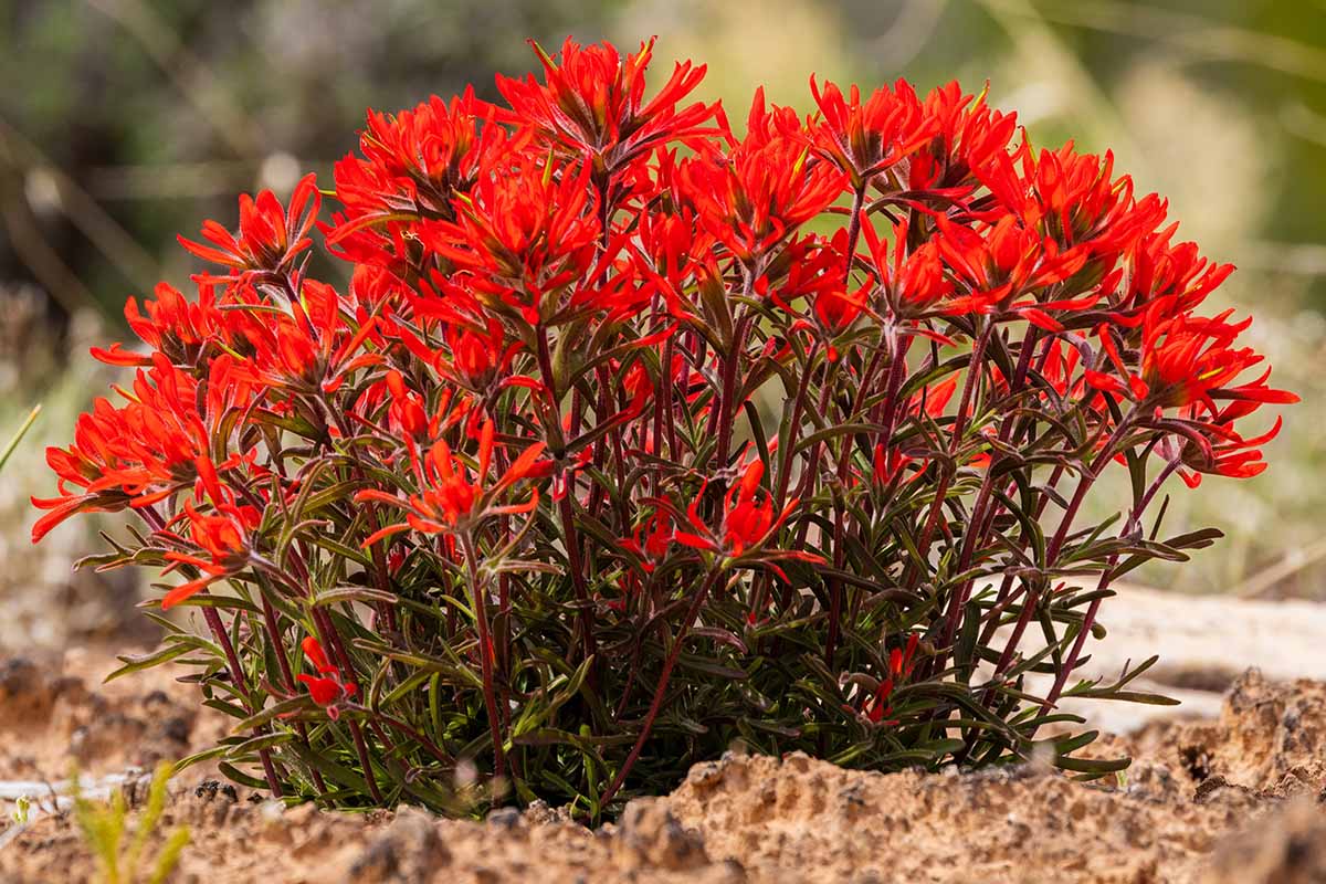 Castilleja Blumensamen zur Aussaat – saisonal Dauerblüher – Traditionssorte & ohne Gentechnik Samen Hausgarten