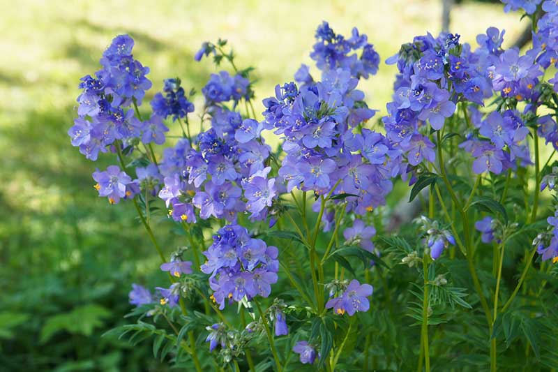 Jacob's Ladder Blumensamen zur Aussaat ideal Rabatten Traditionssorte & ohne Gentechnik Samen Hausgarten