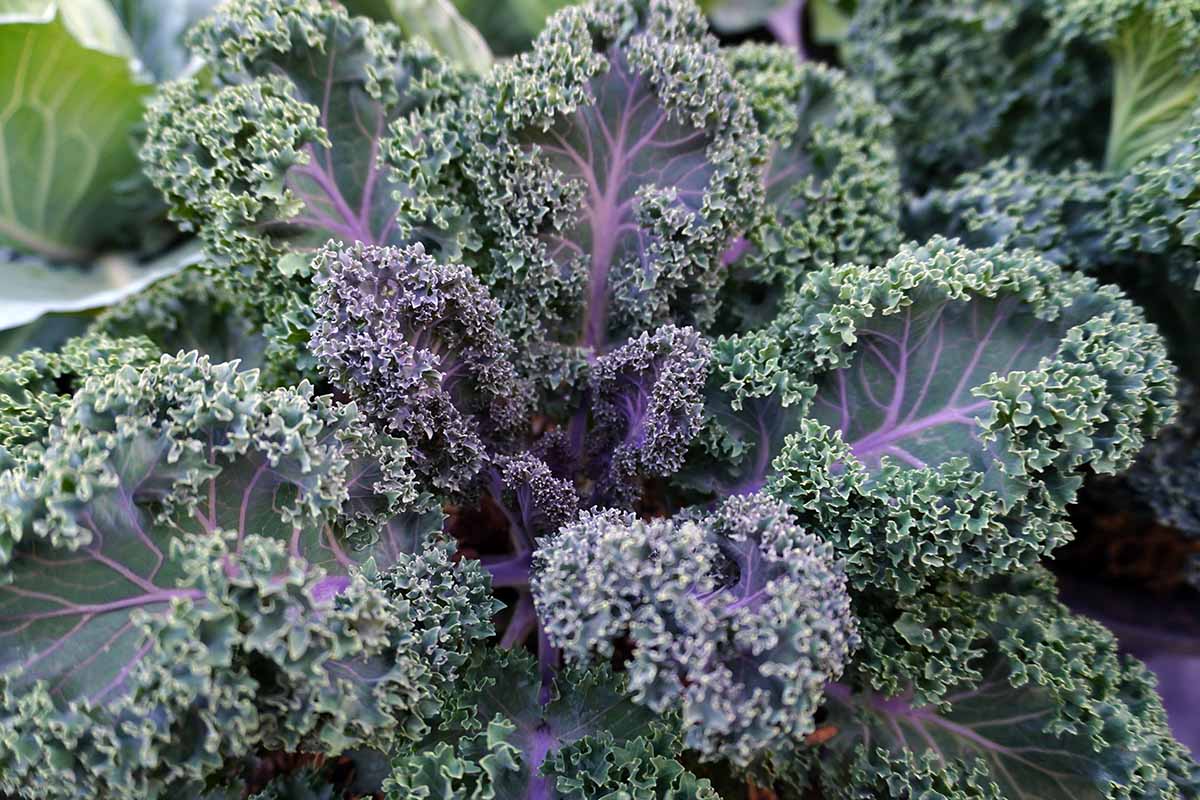 Kale Gemüsesamen für einfache Aussaat