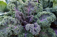 Kale Gemüsesamen für einfache Aussaat