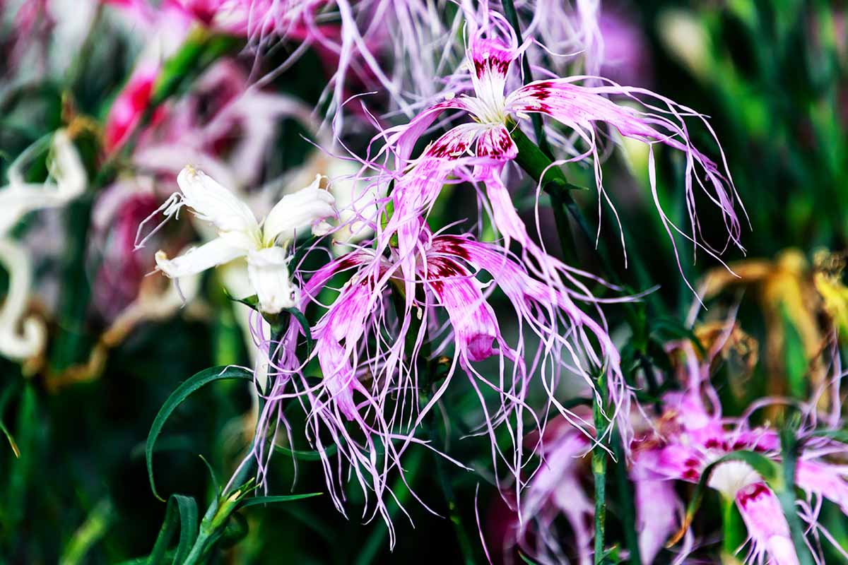 Dianthus (dianthus spooky) samen for anpflanzung in home garten