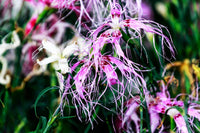 Dianthus (dianthus spooky) samen for anpflanzung in home garten