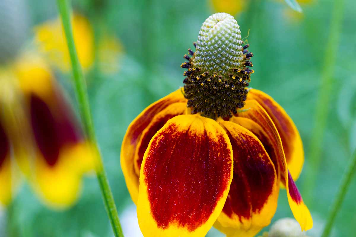 Mexican (mexican hat) samen for anpflanzung in home garten