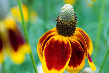 Mexican (mexican hat) samen for anpflanzung in home garten
