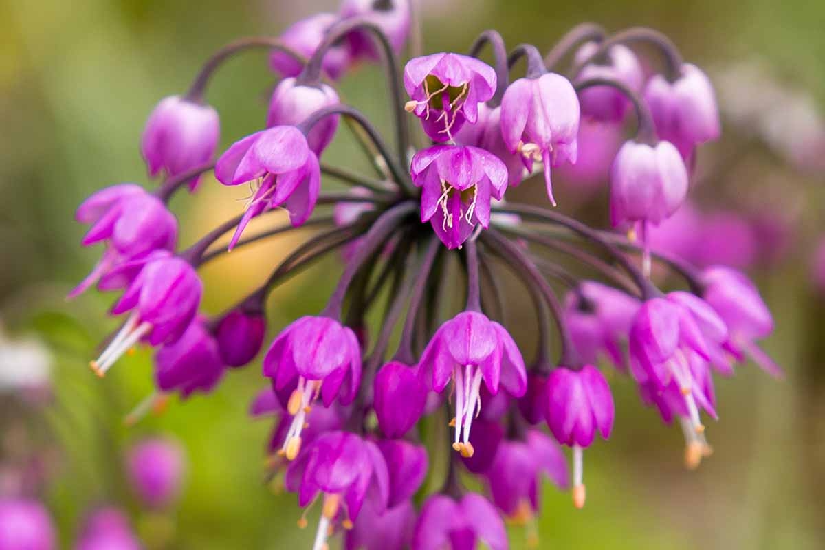 Lila Cernuum Blumensamen zur Aussaat – robust Sorte – Traditionssorte & ohne Gentechnik Samen Hausgarten