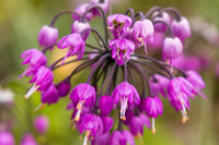 Lila Cernuum Blumensamen zur Aussaat – robust Sorte – Traditionssorte & ohne Gentechnik Samen Hausgarten