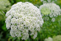 Gemischt Dara Anne's Lace Blumensamen zur Aussaat – Bestäuber freundlich – Traditionssorte & ohne Gentechnik Samen Hausgarten