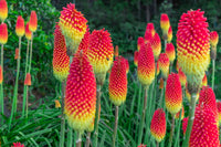 Rot Gelb Poker Blumensamen zur Aussaat Landhaus Garten wichtig Traditionssorte & ohne Gentechnik Samen Hausgarten