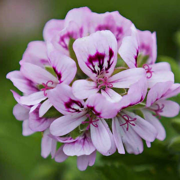 Lila Rosa Geranie Blumensamen zur Aussaat – Traditionssorte ohne Gentechnik – Keimung biologisch Garten Samen