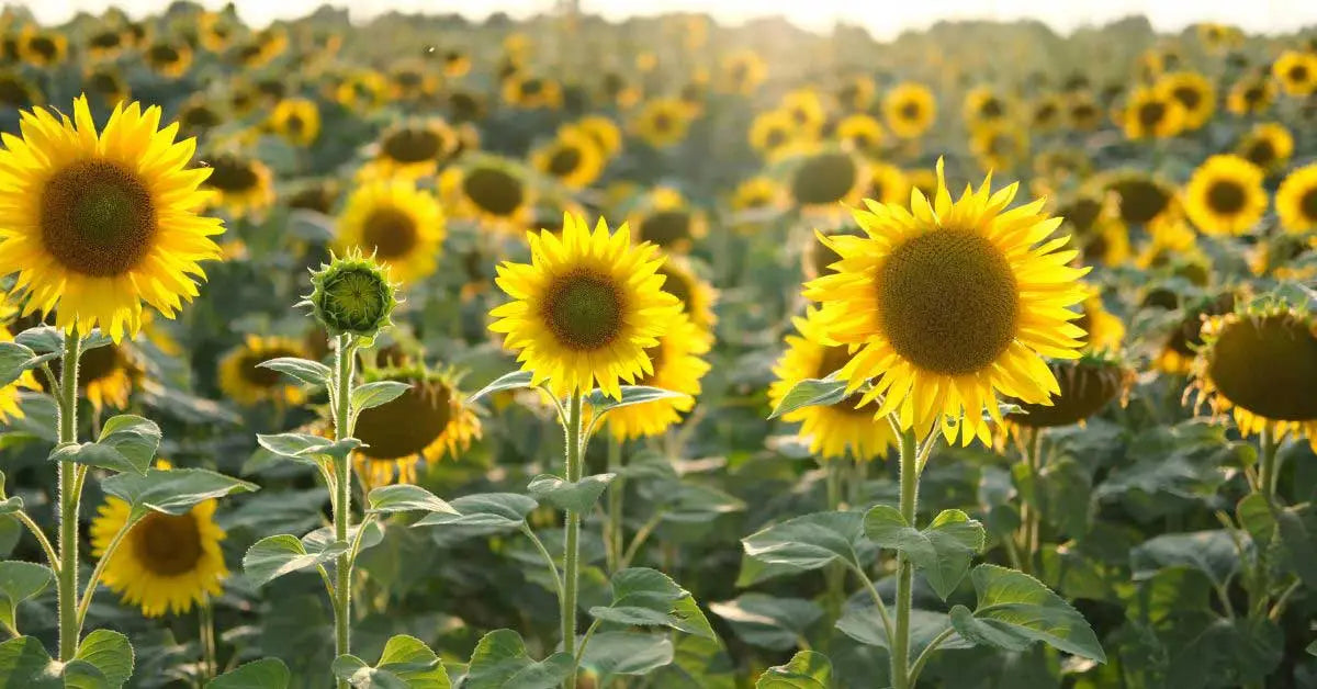 Gelb sunflower samen for anpflanzung - grow bright sunflowers blume