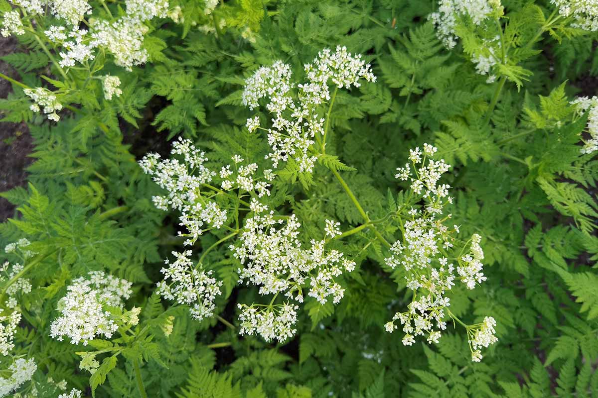 Traditionssorte Sweet Cicely Blumensamen zur Aussaat saisonal Dauerblüher Traditionssorte & ohne Gentechnik Samen Hausgarten