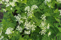Traditionssorte Sweet Cicely Blumensamen zur Aussaat saisonal Dauerblüher Traditionssorte & ohne Gentechnik Samen Hausgarten
