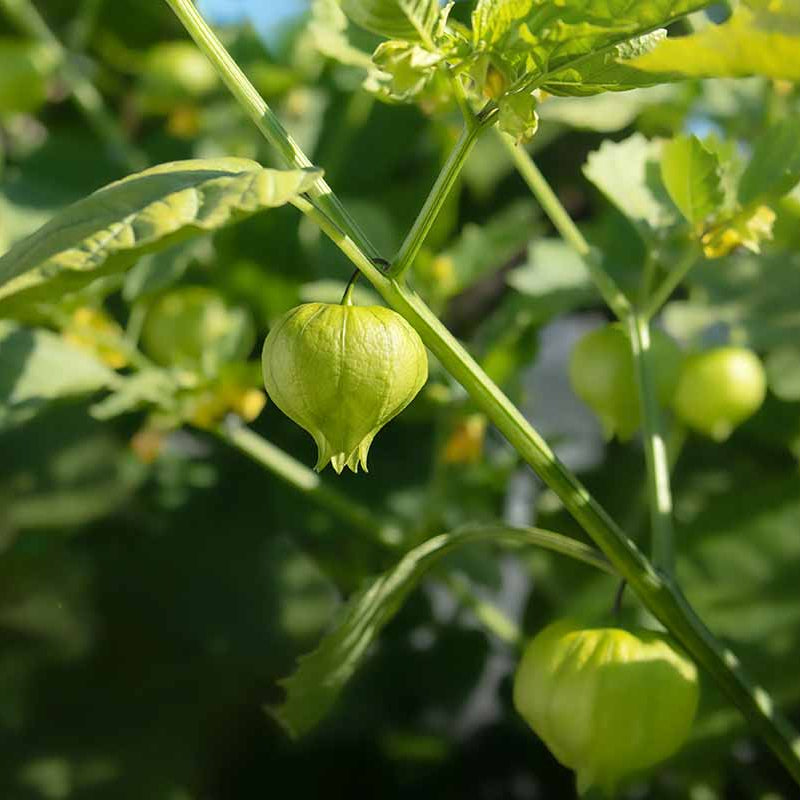 Semi di tomatillo verde per il tuo giardino