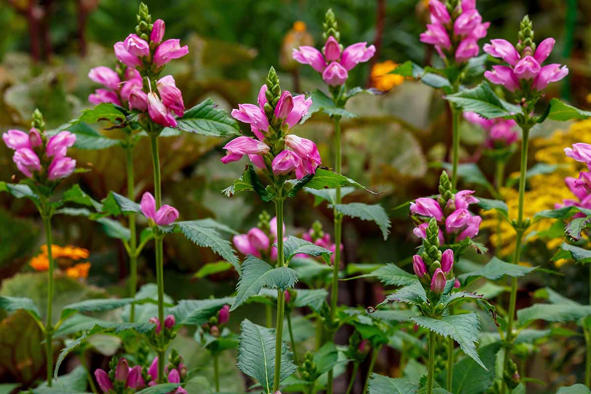 Weiß Turtlehead Blumensamen lang-Lasting robust Aussaat Samen Lovely Outdoor Schauanlagen