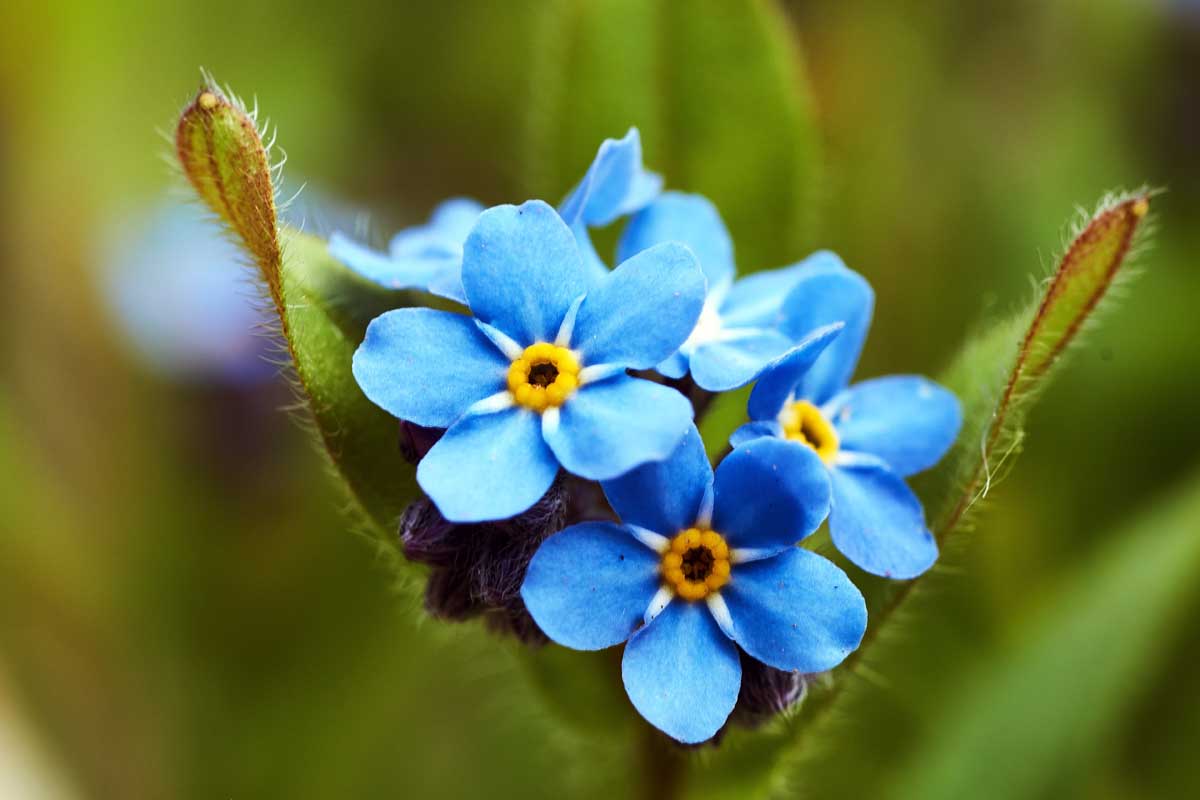 Myosotis Blumensamen zur Aussaat saisonal Dauerblüher Traditionssorte & ohne Gentechnik Samen Hausgarten