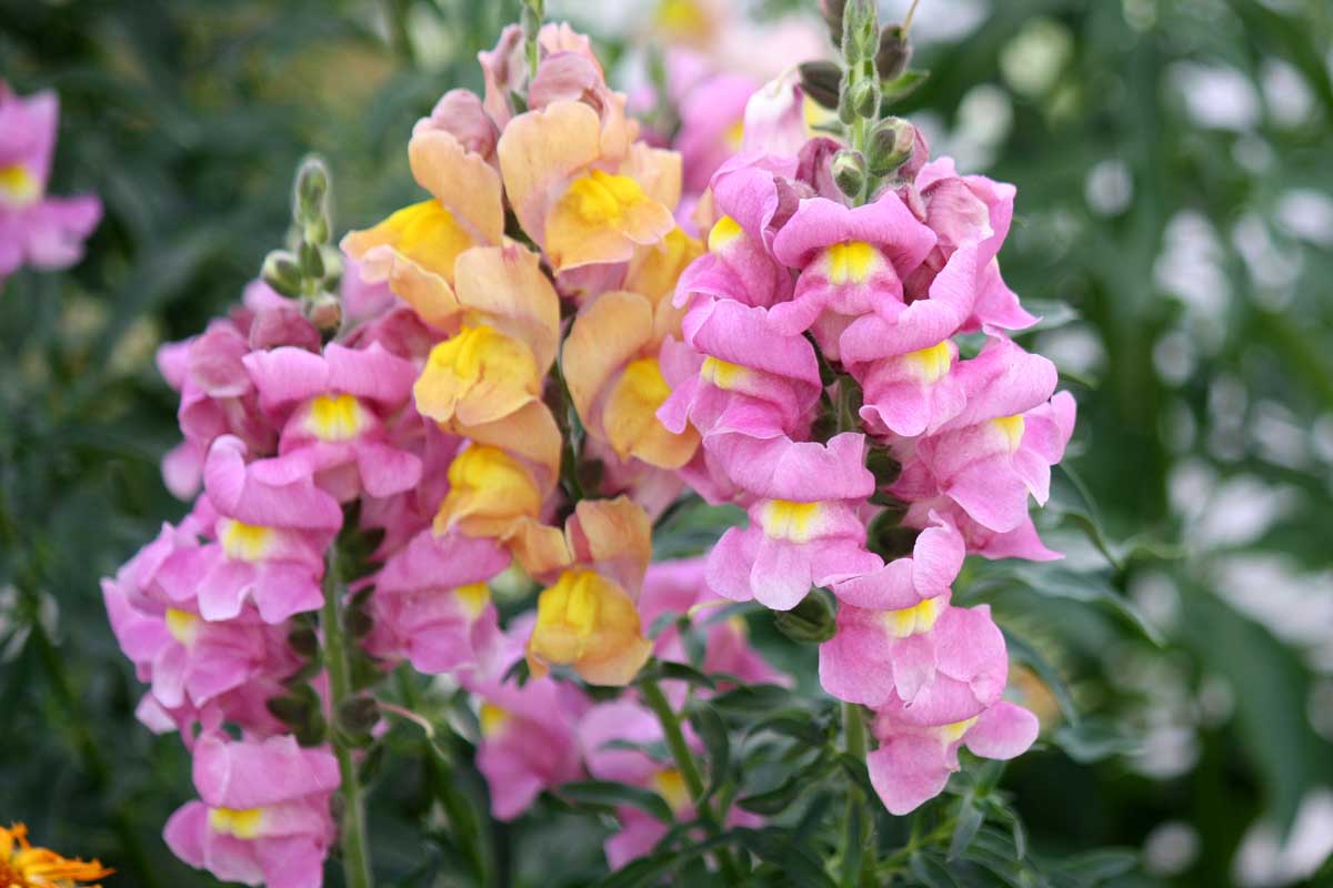 Antirrhinum Majus Blumensamen zur Aussaat Drought verträglich Traditionssorte & ohne Gentechnik Samen Hausgarten
