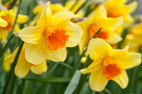 Daffodils Blumensamen zur Aussaat – saisonal Dauerblüher – Traditionssorte & ohne Gentechnik Samen Hausgarten