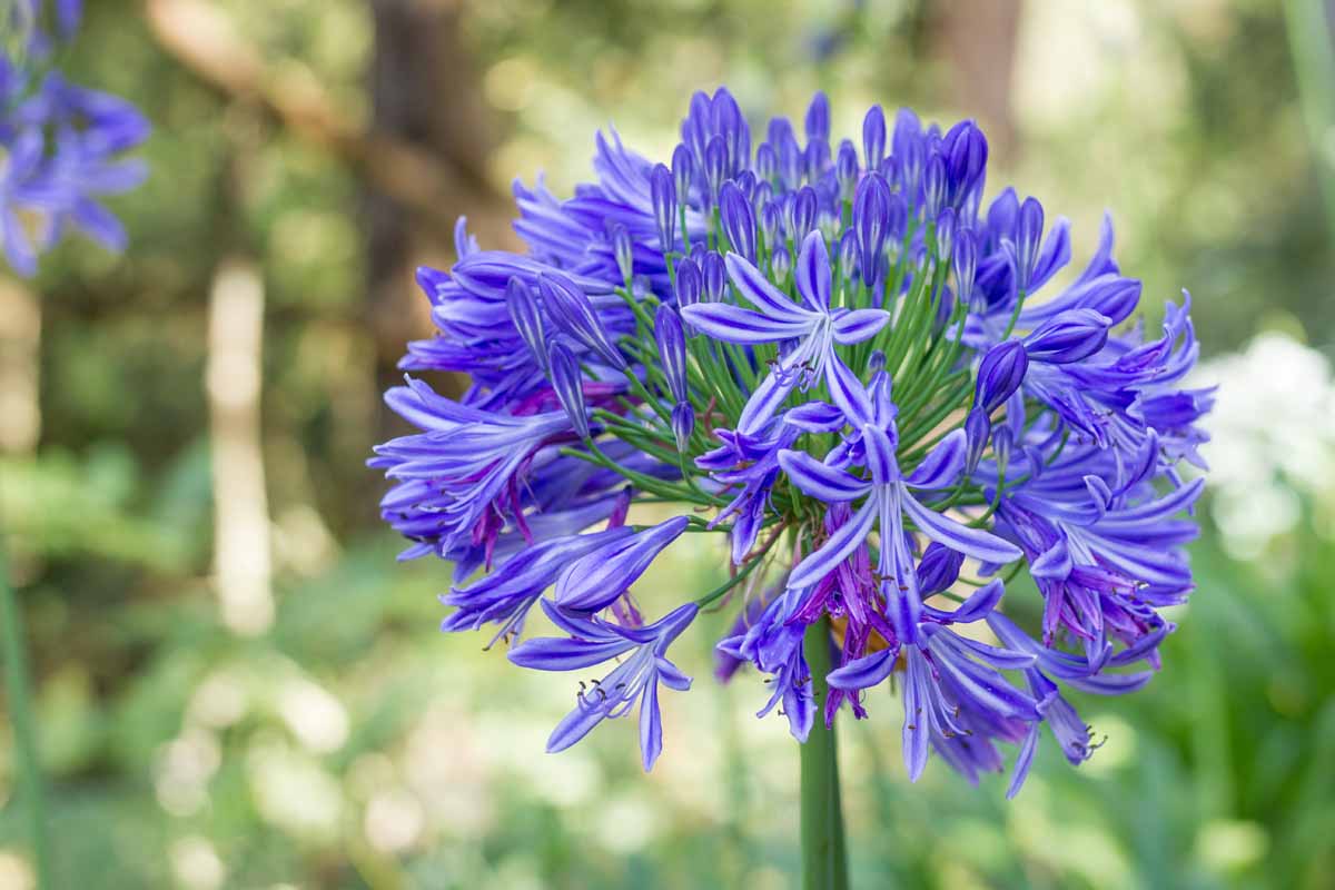 Mischung Agapanthus Blumensamen zur Aussaat – ideal Rabatten – Traditionssorte & ohne Gentechnik Samen Hausgarten