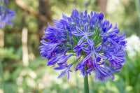 Mischung Agapanthus Blumensamen zur Aussaat – ideal Rabatten – Traditionssorte & ohne Gentechnik Samen Hausgarten