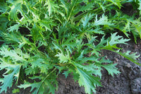 Green Mizuna Samen zum Pflanzen  Fast-Growing Gemüse Greens