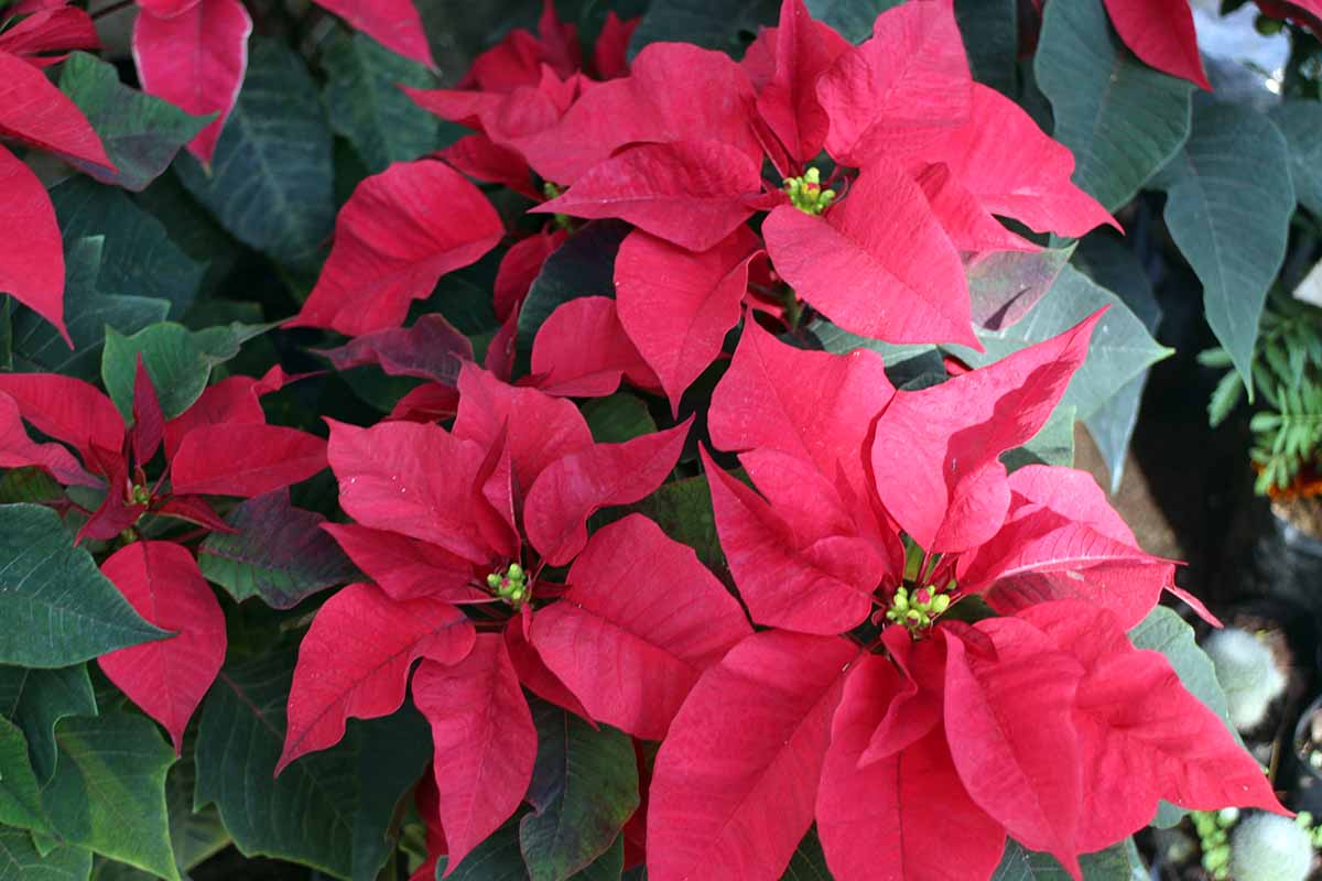 tief Rot Weihnachtsstern Blumensamen zur Aussaat – sonnenliebend – Traditionssorte & ohne Gentechnik Samen Hausgarten