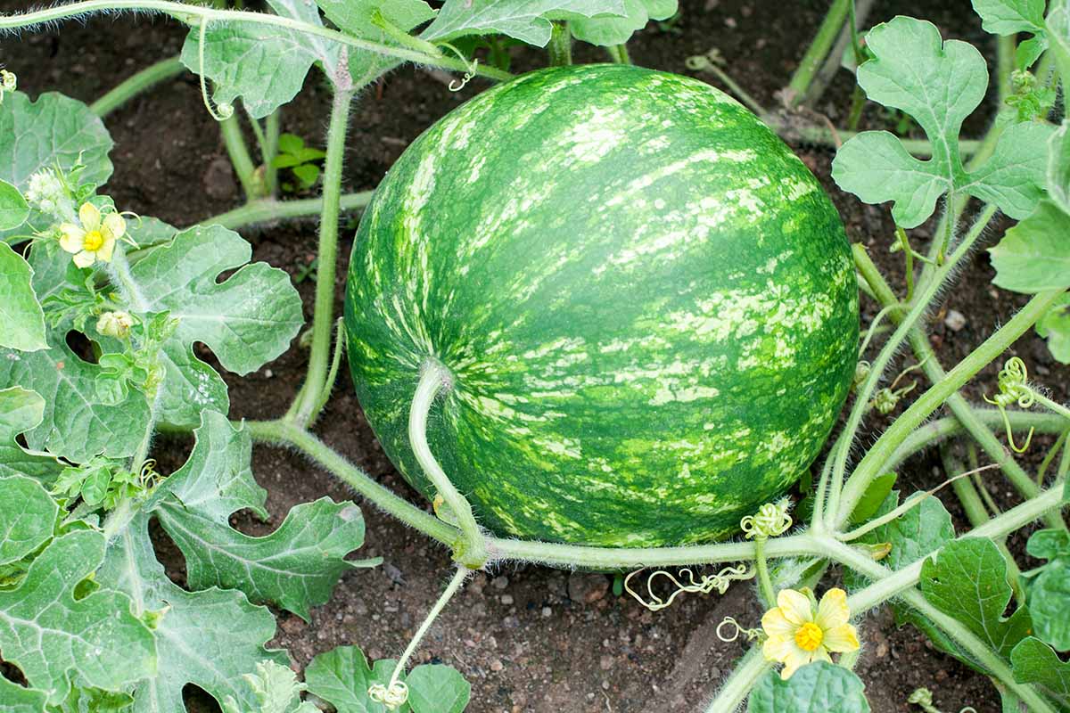 Wassermelonenreben Fruchtsamen für einfaches Anpflanzen