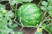 Wassermelonenreben Fruchtsamen für einfaches Anpflanzen