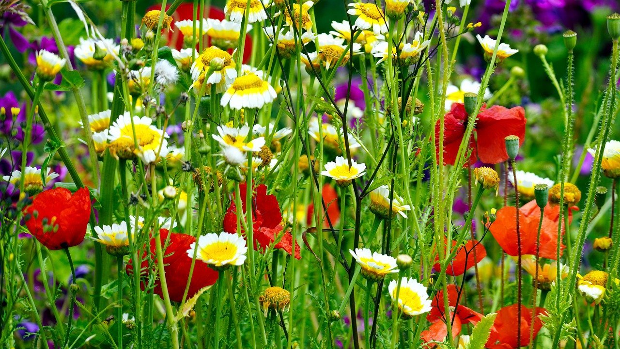 Meadow Blumensamen zur Aussaat – Wildblume Mischung – Traditionssorte & ohne Gentechnik Samen Hausgarten