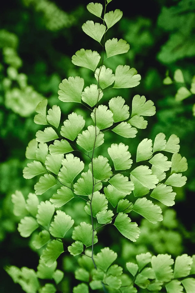 Grün Maidenhair Blumensamen zur Aussaat Garten beliebt Traditionssorte & ohne Gentechnik Samen Hausgarten