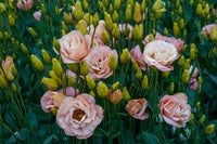 Lisianthus Blumensamen zur Aussaat – leuchtend Orange Blüten a Garten