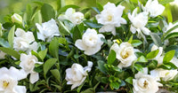Weiß Gardenia Jasminoides Blumensamen zur Aussaat – duftend Garten mehrjährige Blüten
