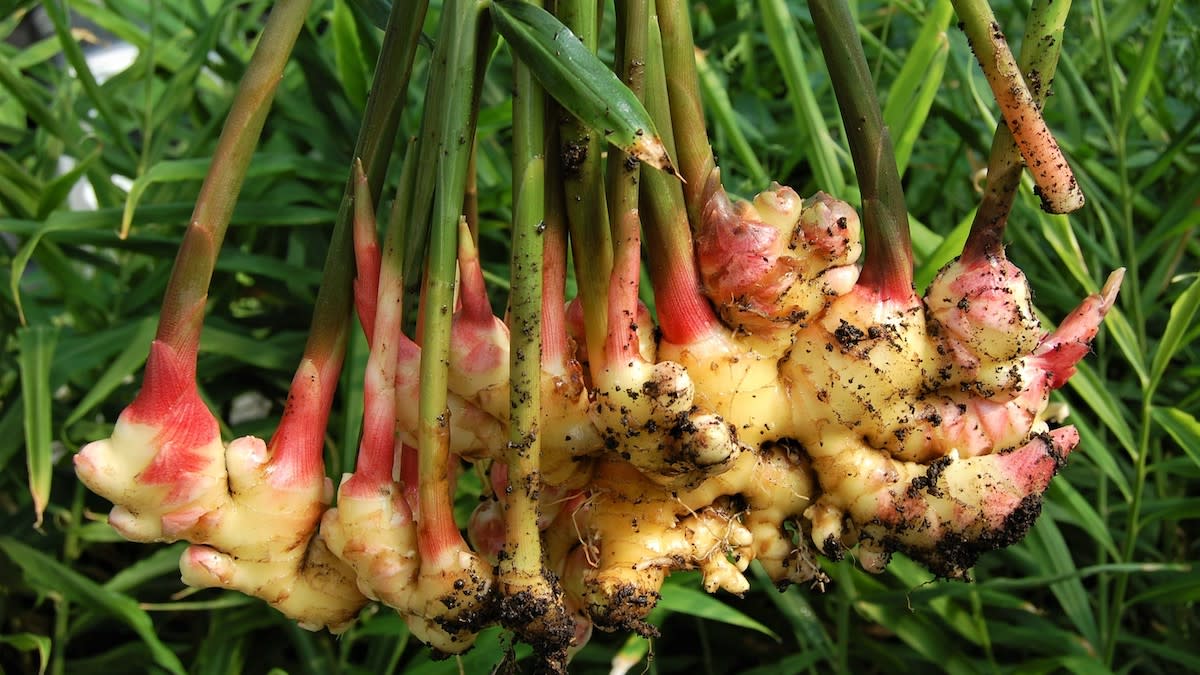 Ginger gemüse samen für aussaat cream