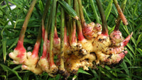 Ginger gemüse samen für aussaat cream