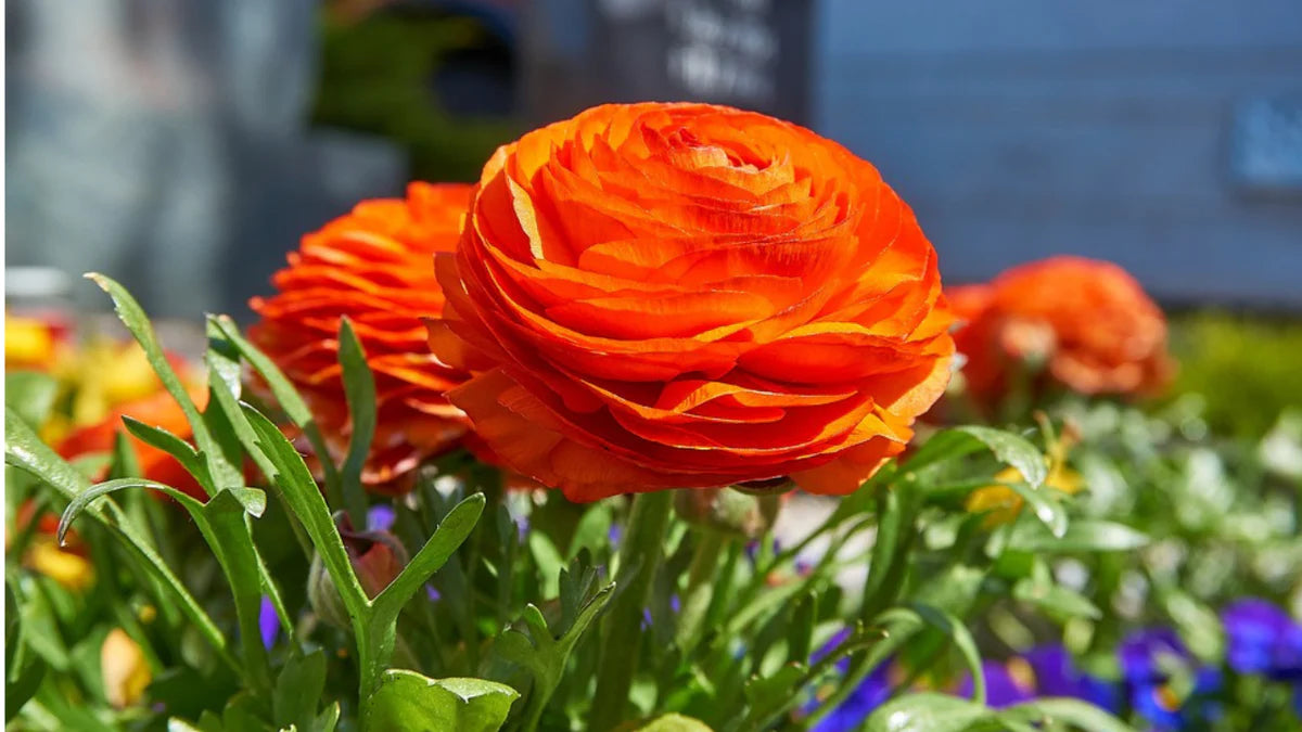 Rot-Gelb Ranunculus Blumensamen zur Aussaat – sonnenliebend – Traditionssorte & ohne Gentechnik Samen Hausgarten