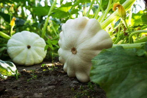 Patisson Kuerbis Samen Patty Pan