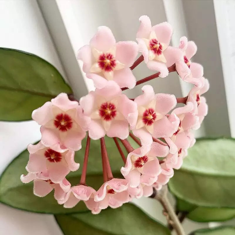Hoya Carnosa Blumensamen zur Aussaat Schnitt Blume beliebt Traditionssorte & ohne Gentechnik Samen Hausgarten
