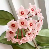 Hoya Carnosa Blumensamen zur Aussaat Schnitt Blume beliebt Traditionssorte & ohne Gentechnik Samen Hausgarten
