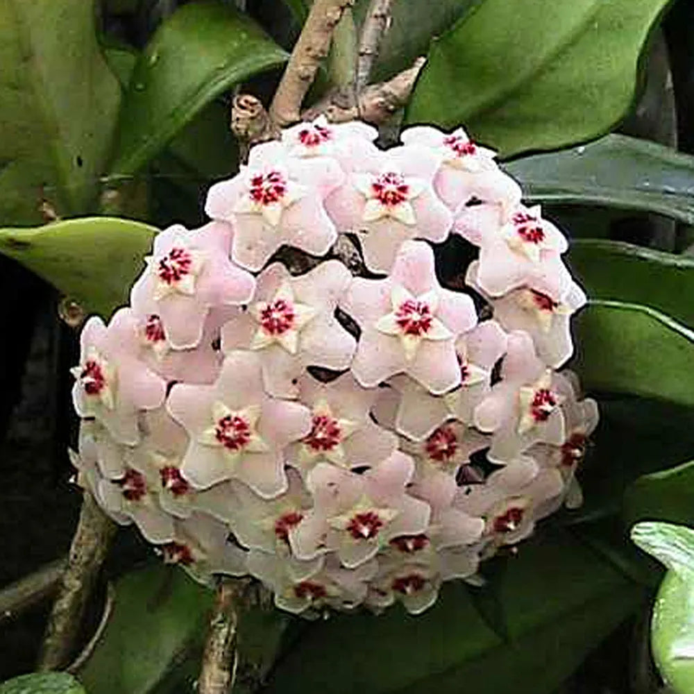 Creme Hoya Blumensamen zur Aussaat kompakt Wuchs Traditionssorte & ohne Gentechnik Samen Hausgarten