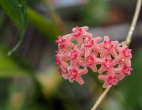 Mixed hoya flowering samen for home gardens