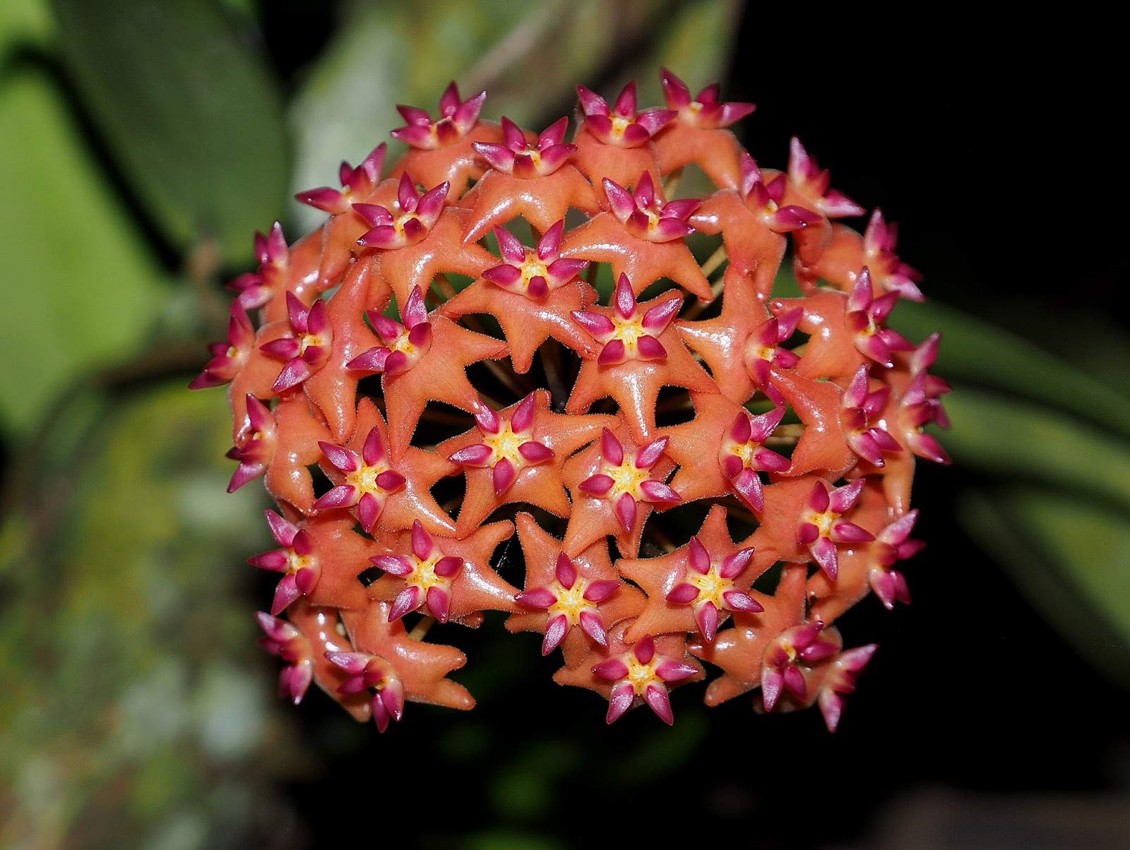 Non gmo mixed hoya samen