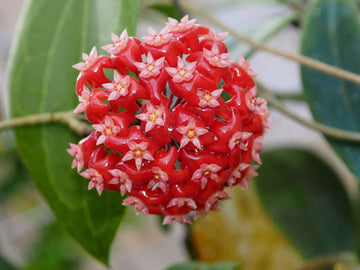Mixed hoya samen for anpflanzung