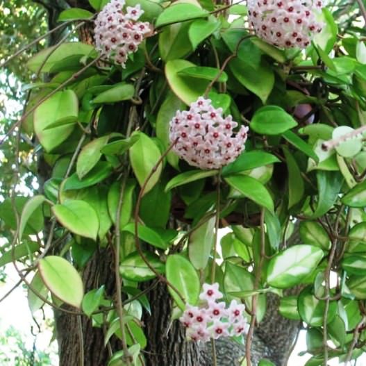 Grün Hoya Kerrii Blumensamen zur Aussaat – sonnenliebend – Traditionssorte & ohne Gentechnik Samen Hausgarten