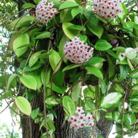 Grün Hoya Kerrii Blumensamen zur Aussaat – sonnenliebend – Traditionssorte & ohne Gentechnik Samen Hausgarten