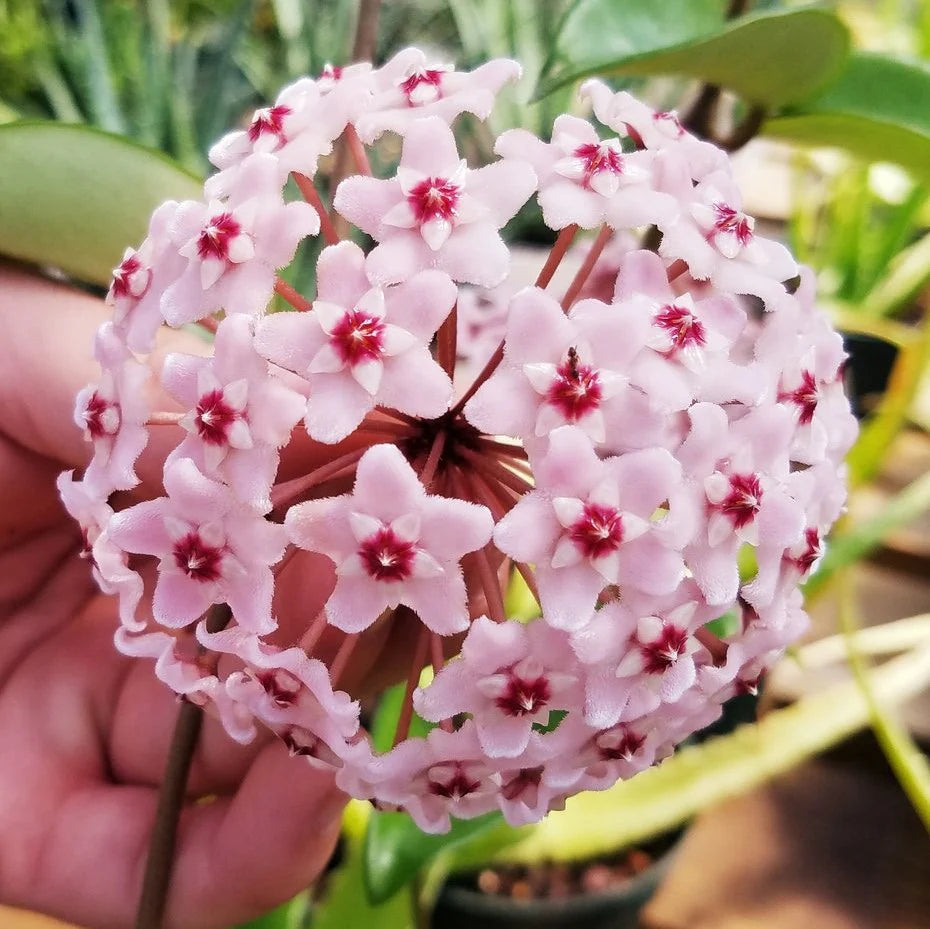 Creme Hoya Blumensamen zur Aussaat kompakt Wuchs Traditionssorte & ohne Gentechnik Samen Hausgarten