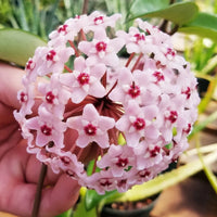 Creme Hoya Blumensamen zur Aussaat kompakt Wuchs Traditionssorte & ohne Gentechnik Samen Hausgarten